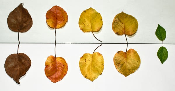 yellow and brown leaves on white ceramic tiles.