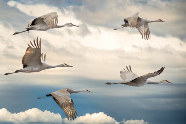 Photo by Chris Briggs on Unsplash: 5 swan birds on a clouded background