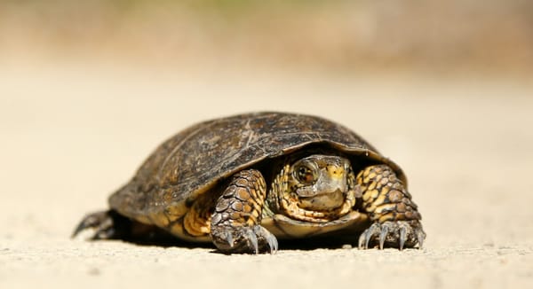 A small turtle crawling over sand. 